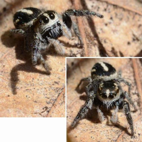 Pellenes (arciger-brevis)